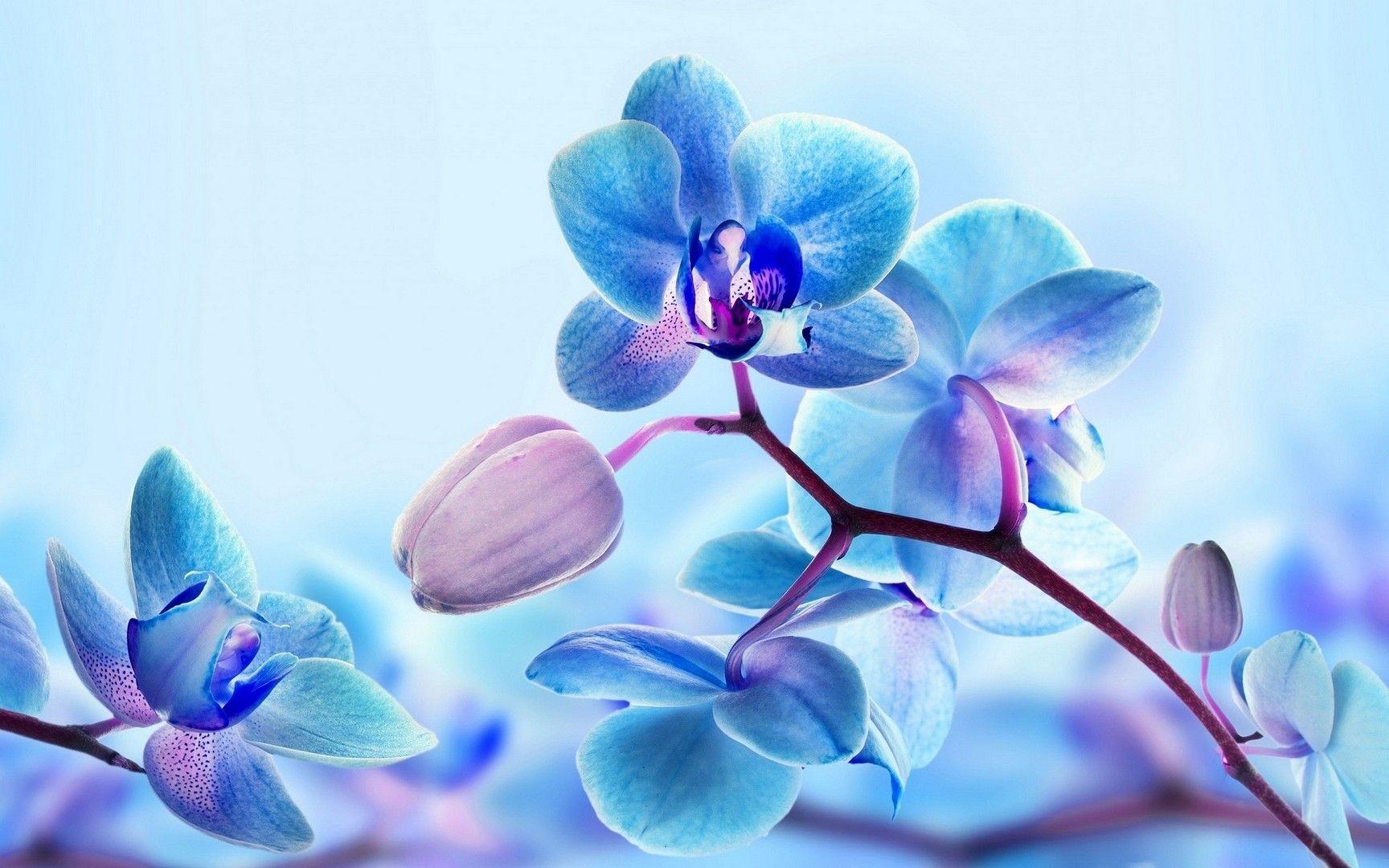 1728x1080 Orchid wallpaper. Orchid wallpaper, Blue orchid flower