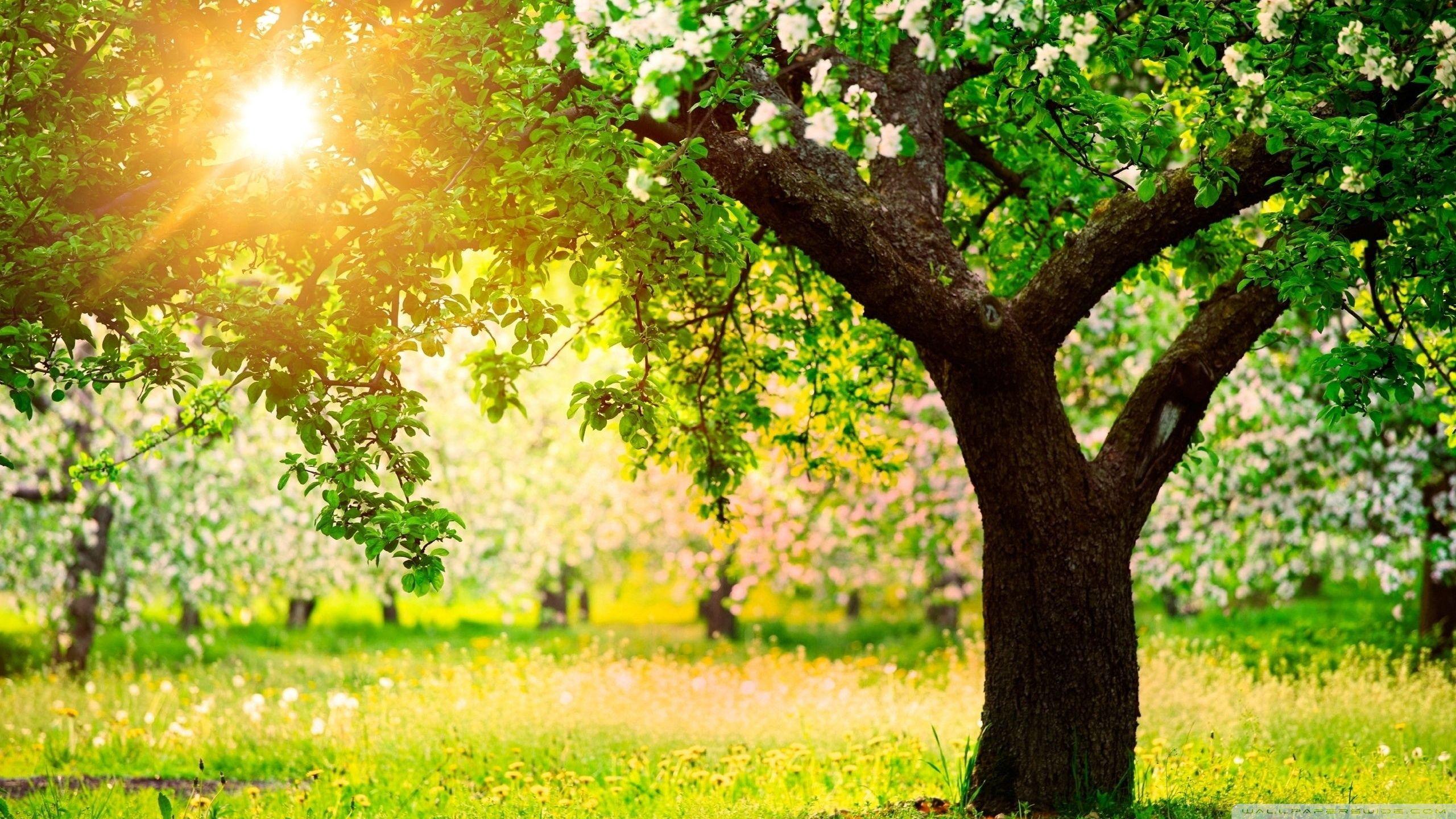 2560x1440 Orchard ❤ 4K HD Desktop Wallpaper for 4K Ultra HD TV • Dual