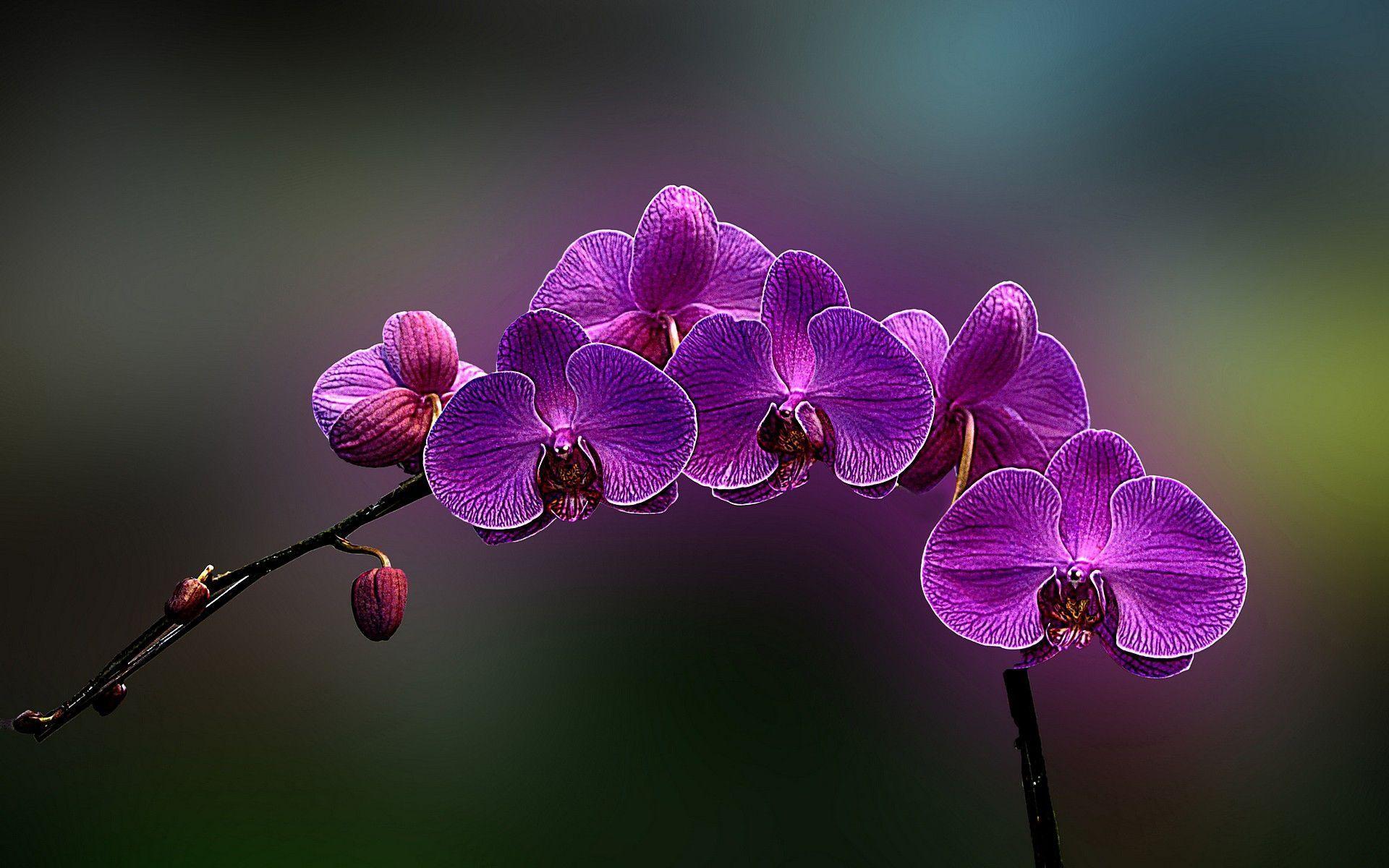 1920x1200 Orchid Wallpaper HD wallpaper search. Purple orchids, Orchid wallpaper, Types of purple flowers