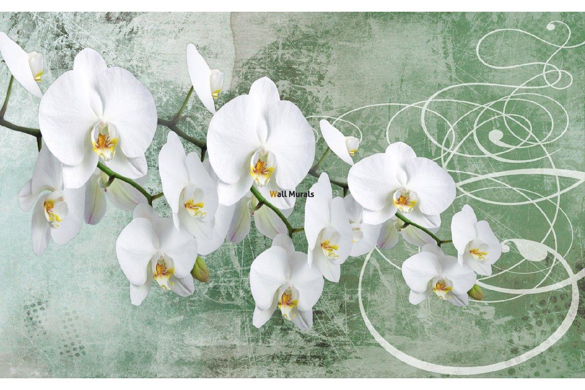 Green Orchid Wallpapers - Top Free Green Orchid Backgrounds