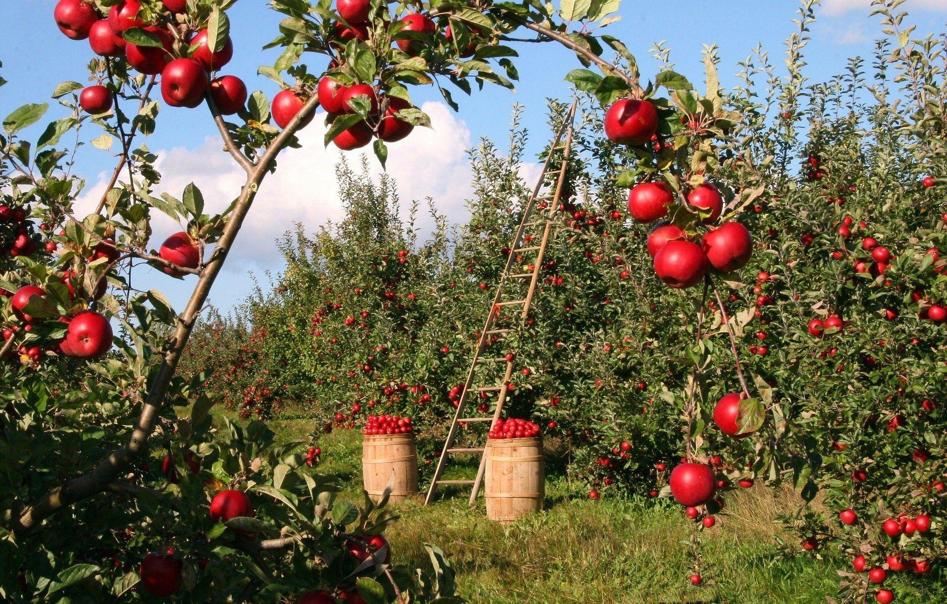 1920x1226 Apple Orchard HD Wallpaper. Background Imagex1226