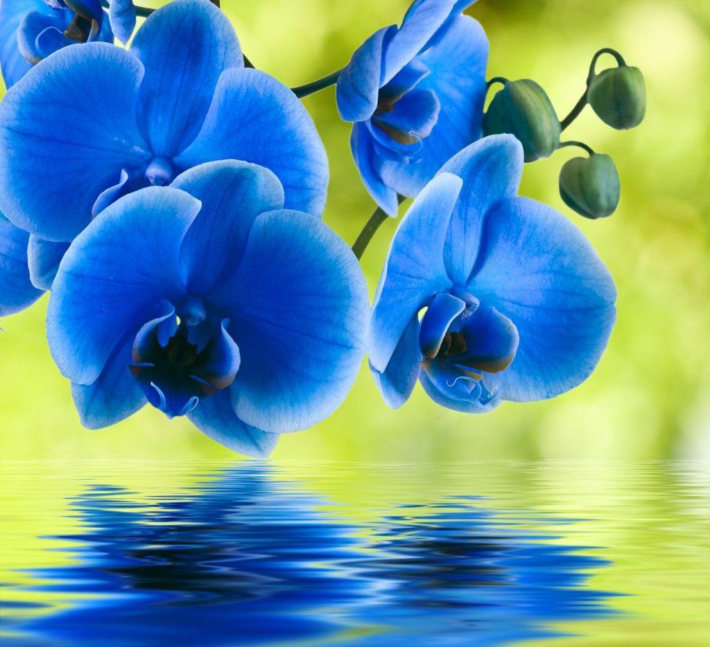 1024x934 Blue Orchid Wallpaper High Quality