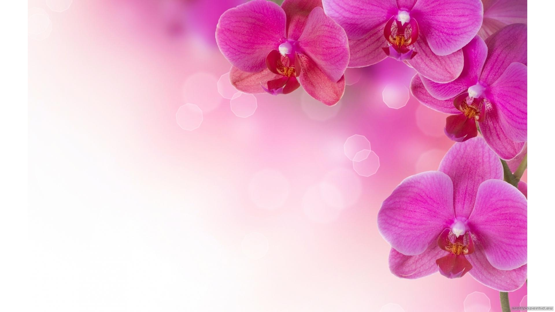 1920x1080 habrumalas: Orchid Wallpaper Image