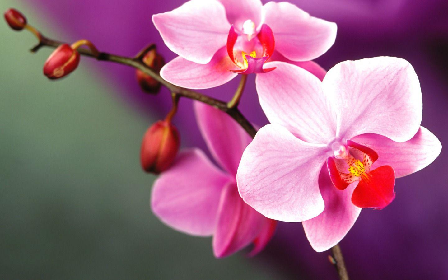1440x900 Free download Orchid Flower Wallpaper HD Wallpaper Download