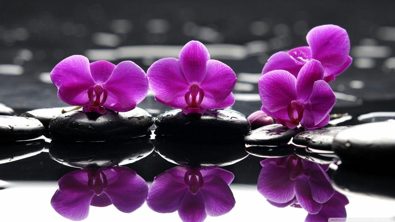 1280x720 Orchids UHD Desktop Wallpaper for 4K Ultra HD TV : Multi