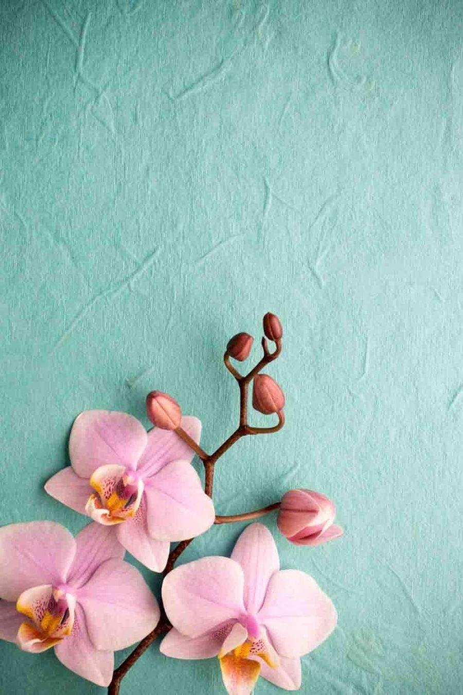 900x1350 Pink Orchid Wallpaper iPhone iPhone Wallpaper. Pink orchid wallpaper, Pink wallpaper iphone, Orchid wallpaper
