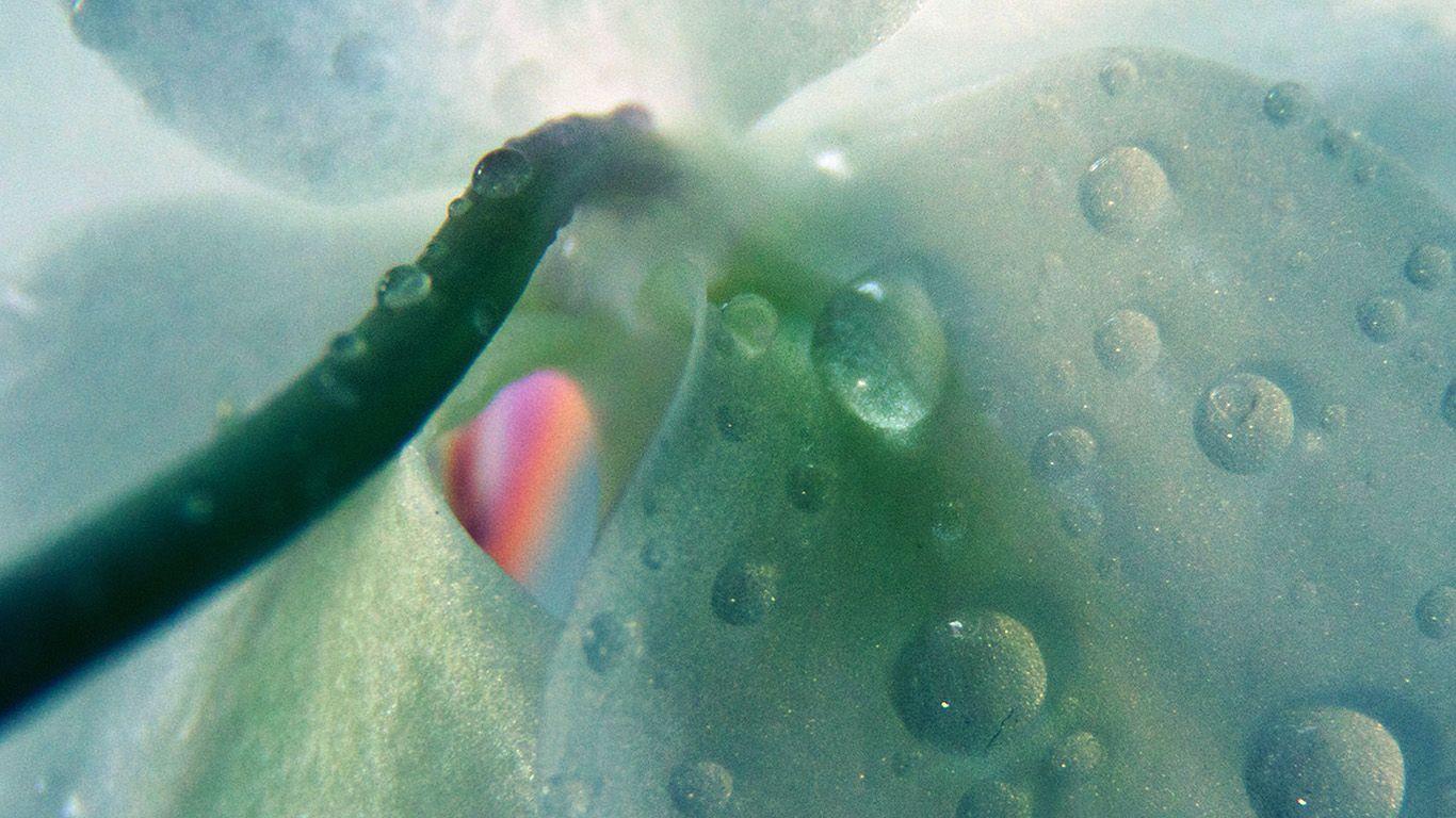 1366x768 wallpaper for desktop, laptop. green orchid nature