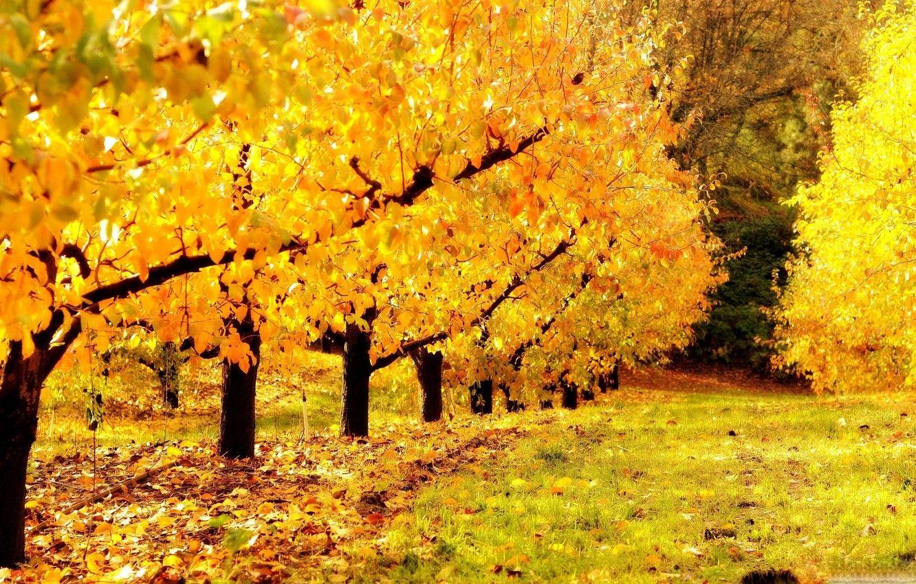 1332x850 Wallpaper Nature, Autumn, Golden, Trees, Leaves, Seasons