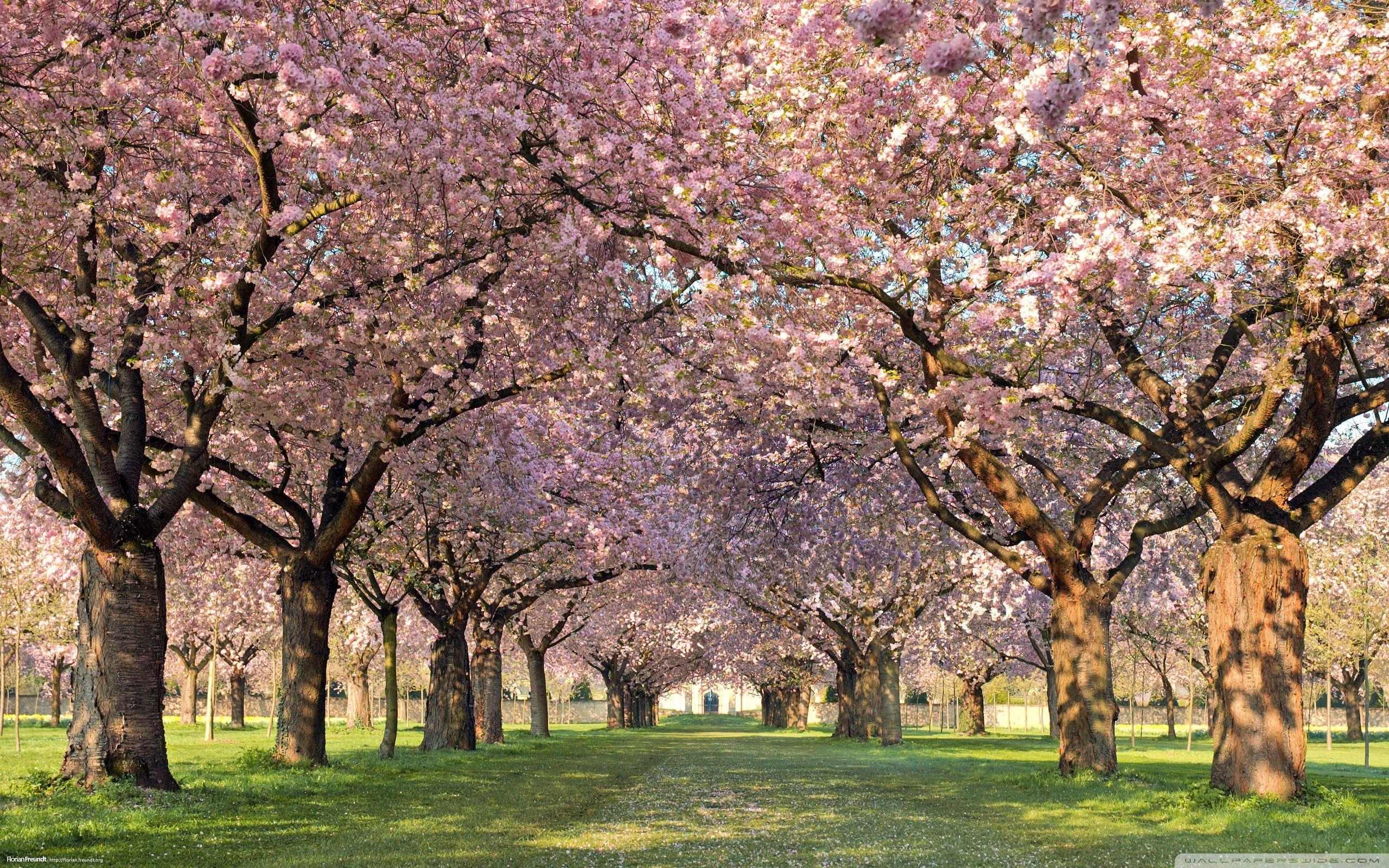 2560x1600 Spring Orchard ❤ 4K HD Desktop Wallpaper for 4K Ultra HD TV