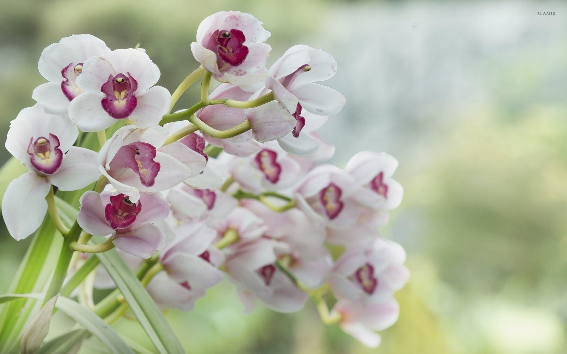 1920x1200 White Orchid Wallpaper