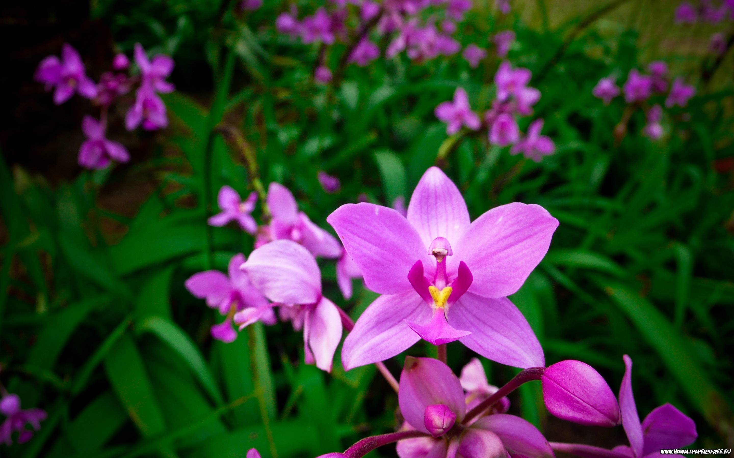 2880x1800 Purple Orchid Wallpaper