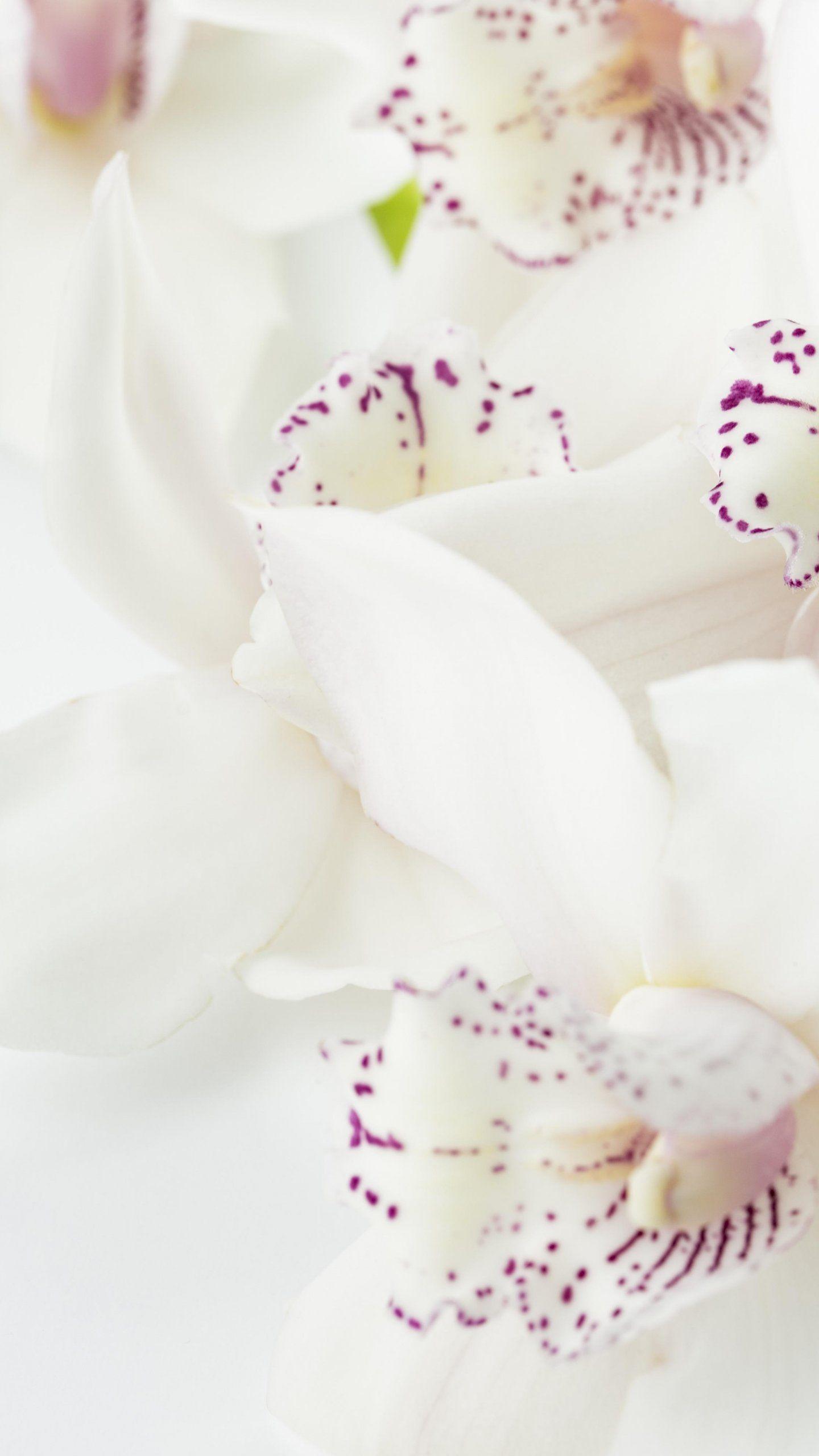 1440x2560 White Orchid Wallpaper, Android & Desktop Background