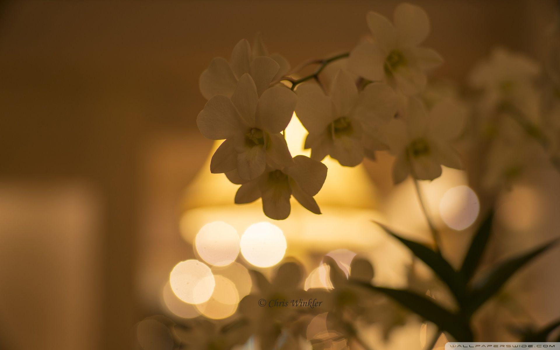 1920x1200 White Orchid Flowers Bokeh ❤ 4K HD Desktop Wallpaper for 4K