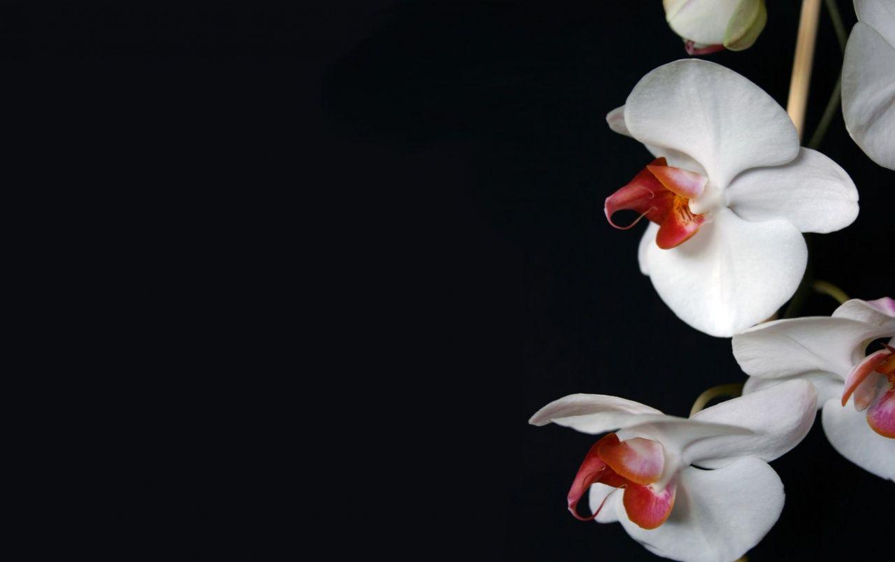 1280x804 White Orchid wallpaper. White Orchid