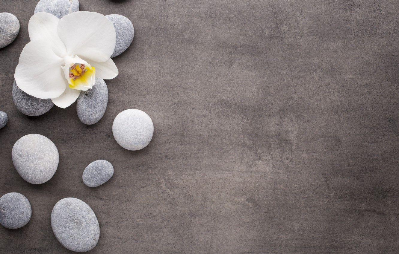 1332x850 Wallpaper stones, white, Orchid, flowers, orchid image