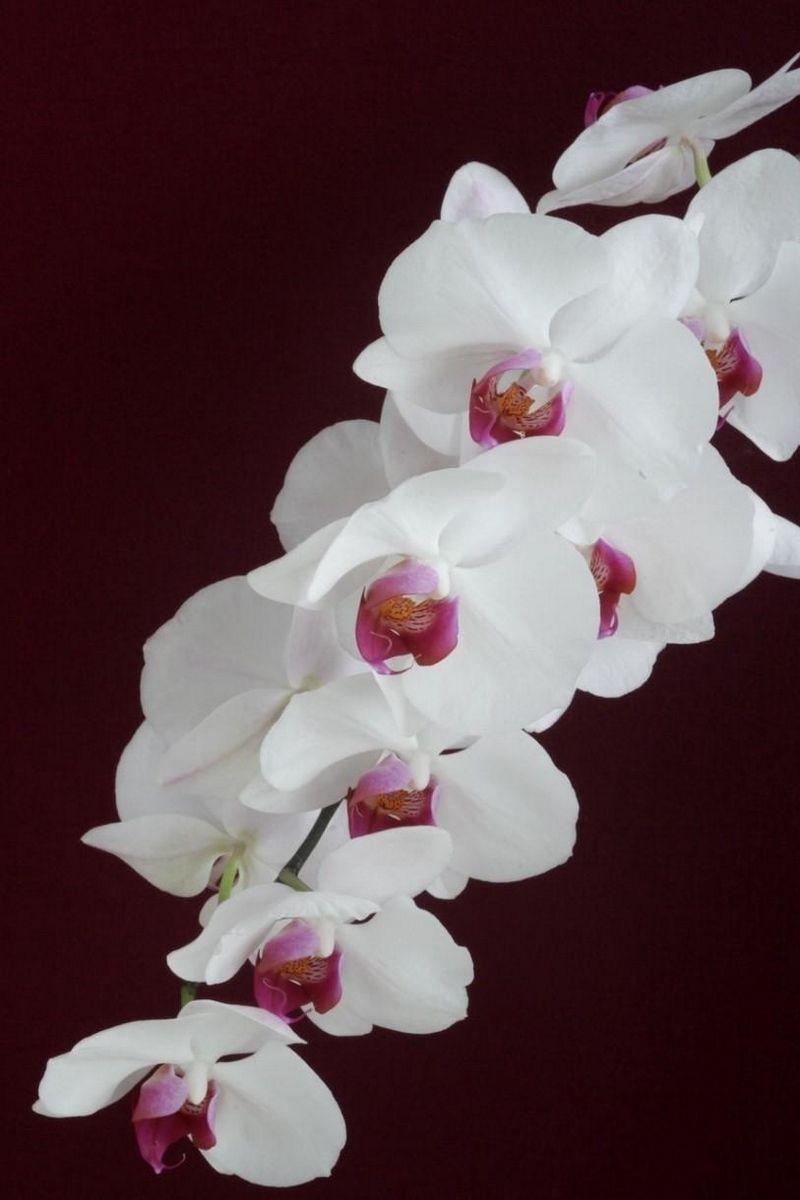 800x1200 Download wallpaper 800x1200 orchid, white, branch