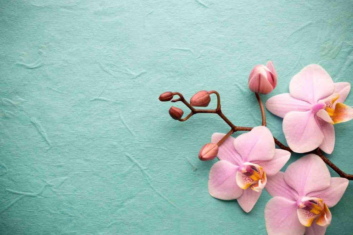 Green Orchid Wallpapers - Top Free Green Orchid Backgrounds