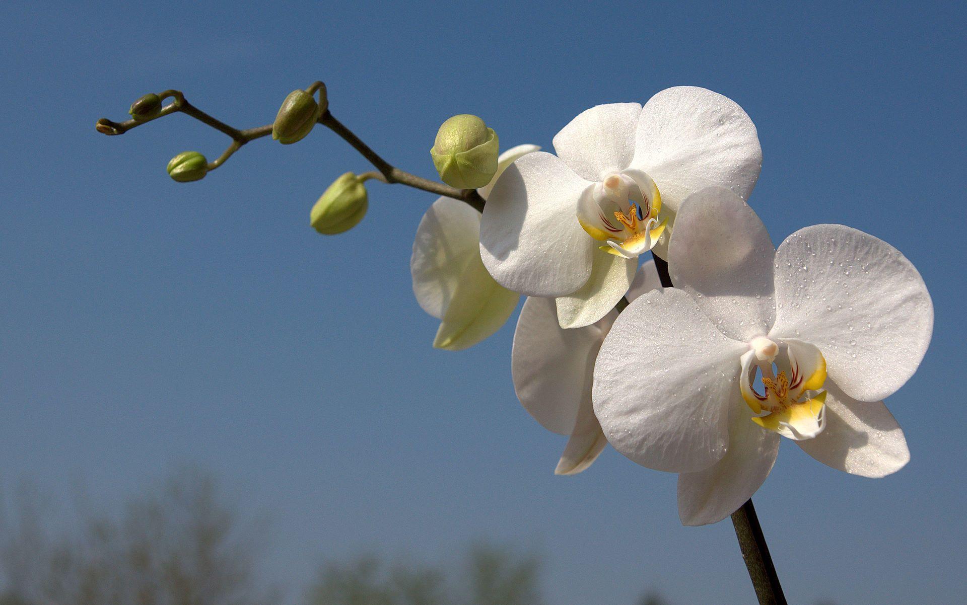 1920x1202 White Orchid Wallpaper