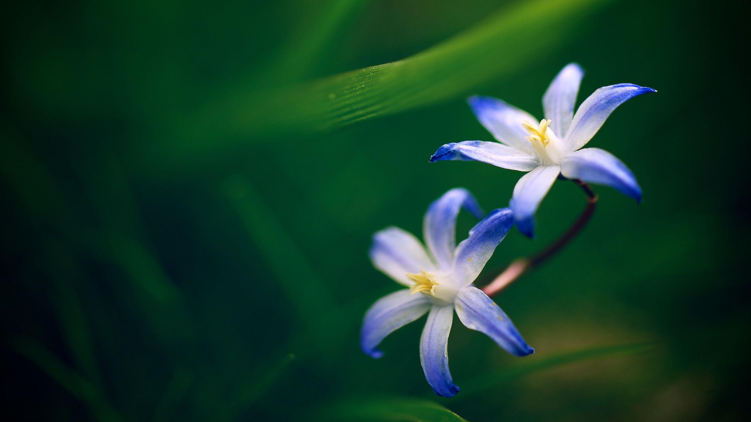 2560x1440 Wallpaper Two blue orchids 2560x1440 QHD Picture, Image