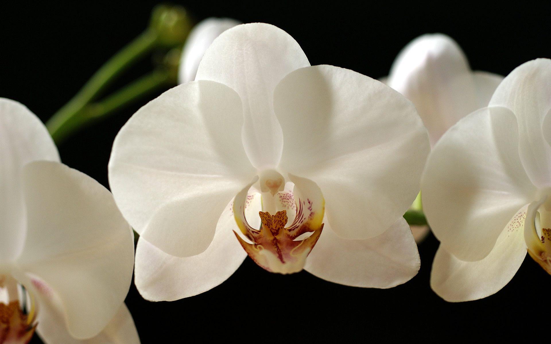 1920x1200 Free download White Orchid wallpaper 45892 [1920x1200]