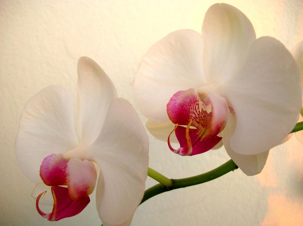1280x958 White Orchid Lovely Flower HD Wallpaper (1280x958) Pixels