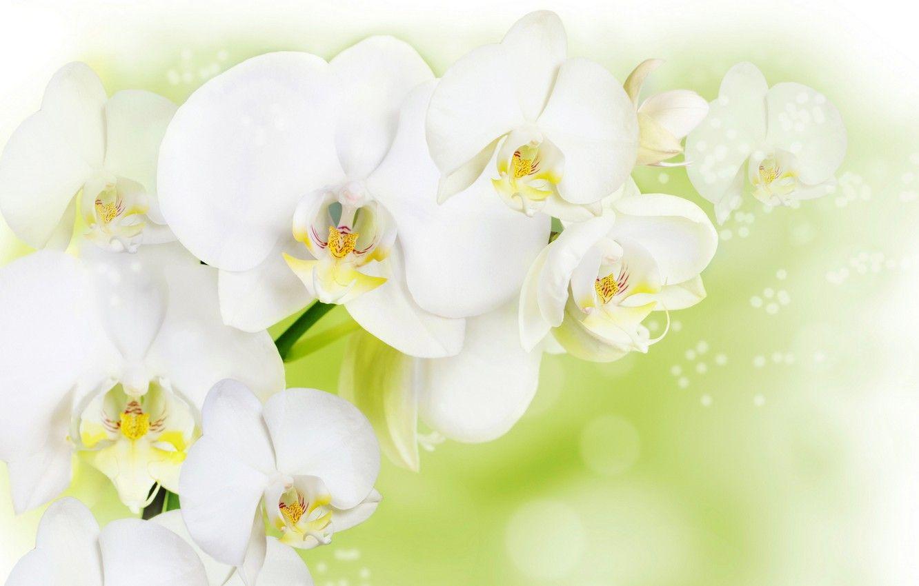 1332x850 Wallpaper flowers, background, white Orchid image