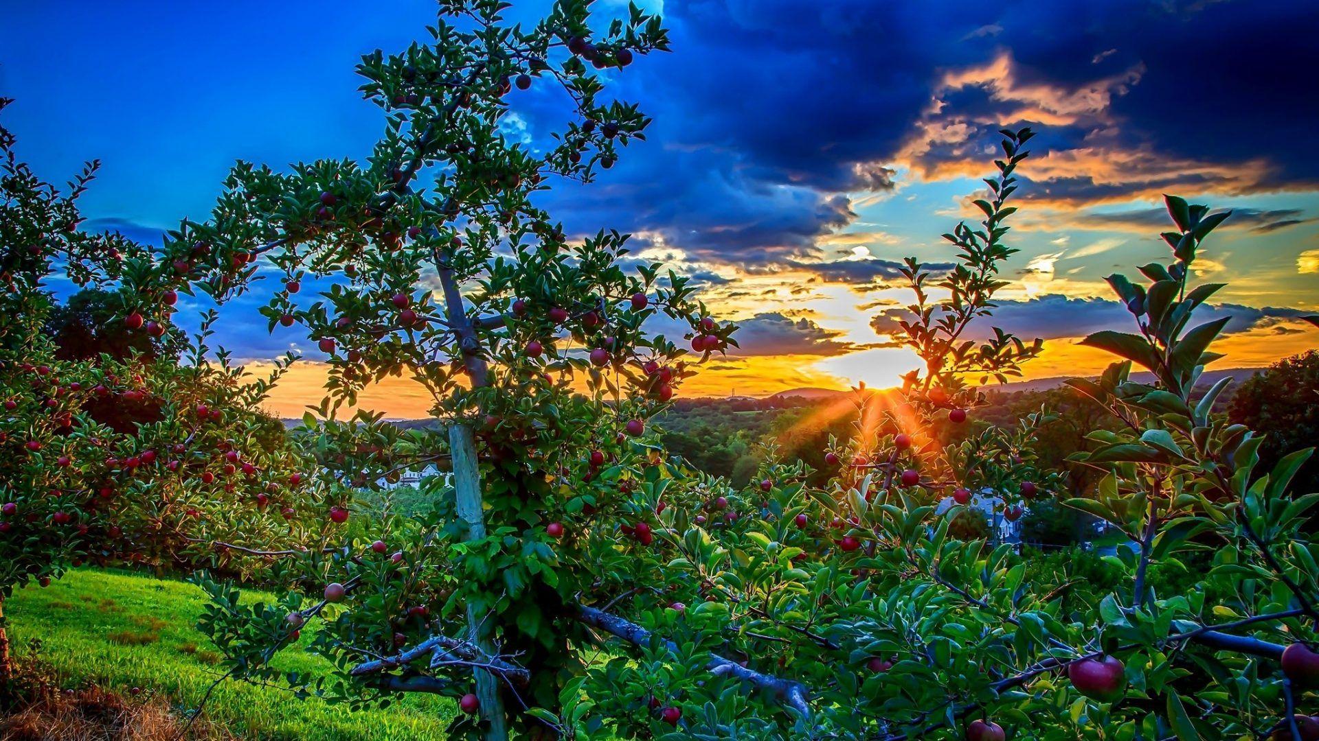 1920x1080 Orchard Trees Fruit Sunset Tropical Picture For HD