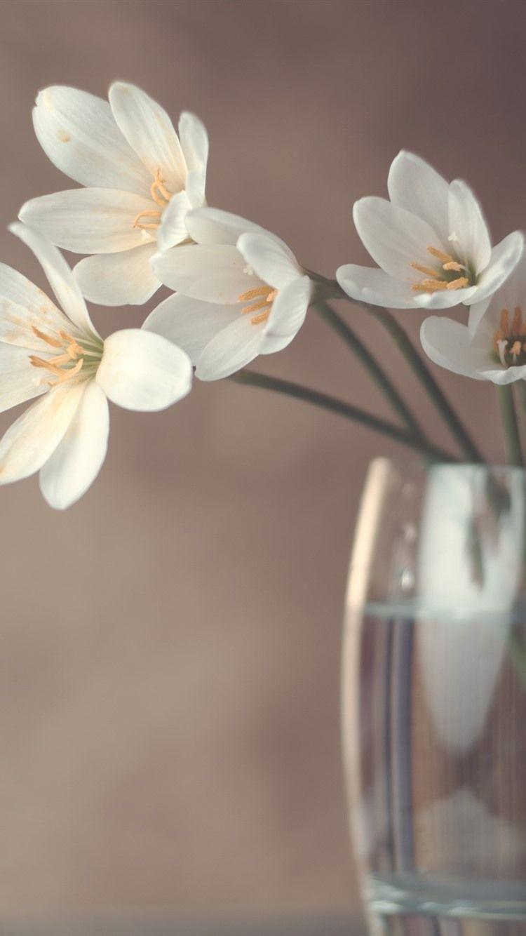750x1334 White Orchid, Glass Cup, Hazy 750x1334 IPhone 8 7 6 6S