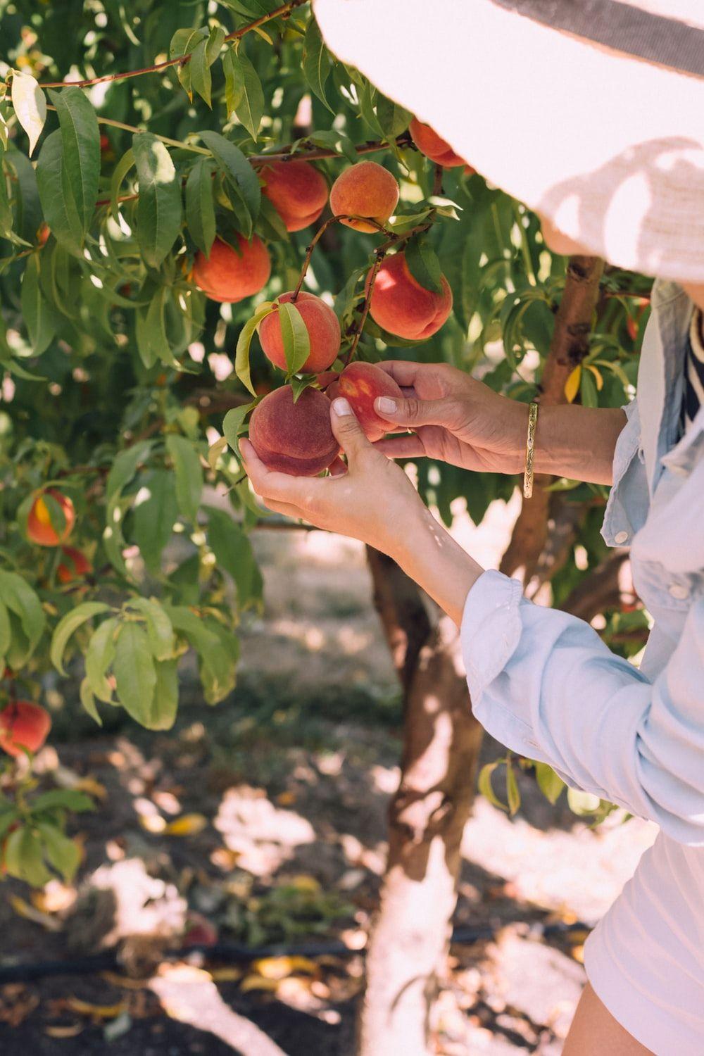 1000x1500 Orchard Picture [HQ]. Download Free Image
