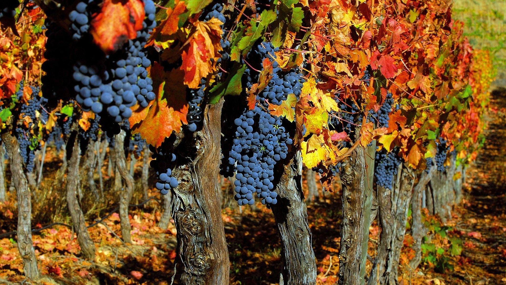 1920x1080 Grapes orchard harvest food fruit plants leaves color