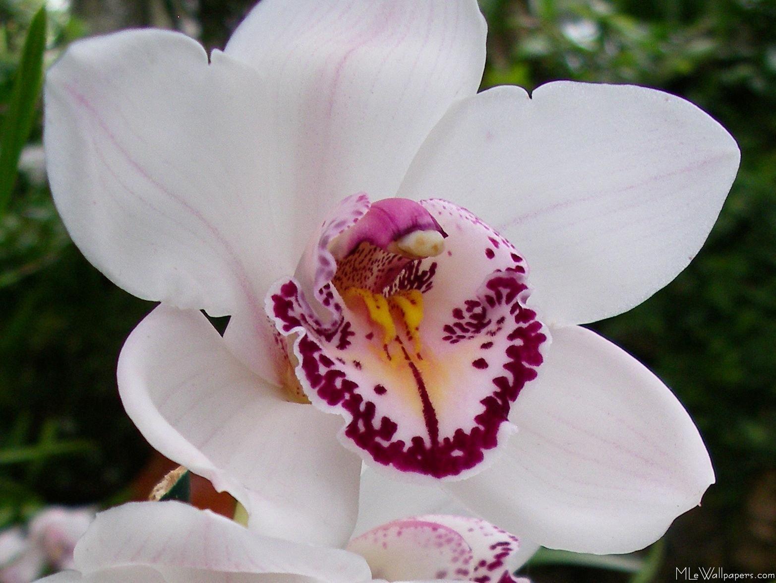 1565x1175 Download White Orchid I [1565x1175]. White Orchids