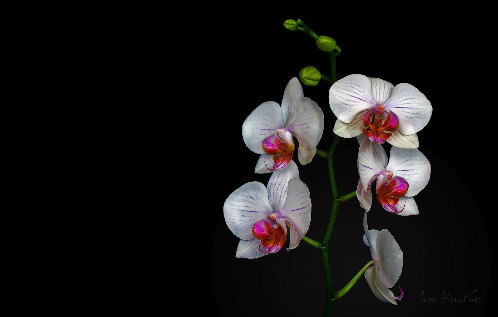 1600x1018 Orchid Wallpaper. Orchid Flowers