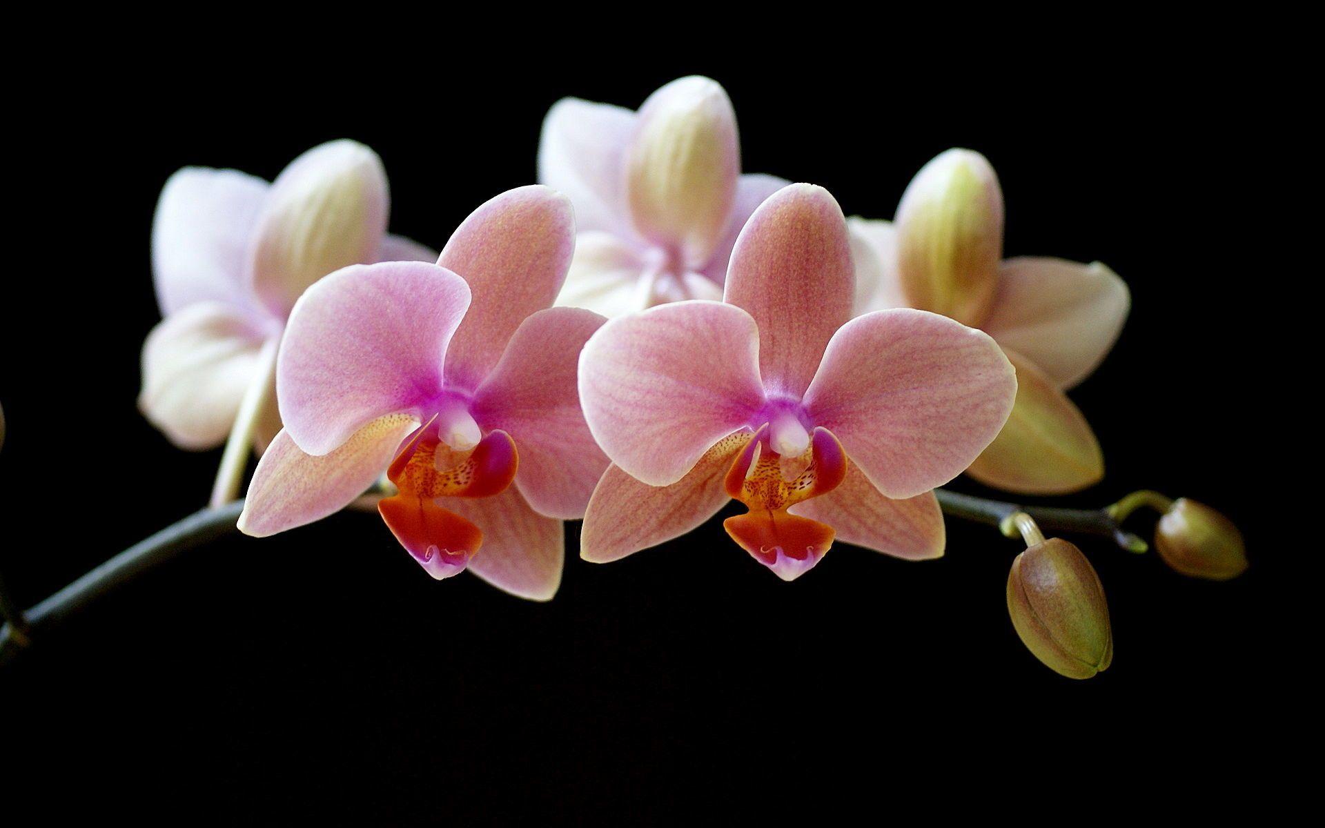 1920x1200 White Orchid Wallpaper