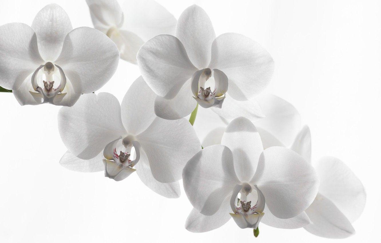 1332x850 Wallpaper white background, Orchid, white Orchid image