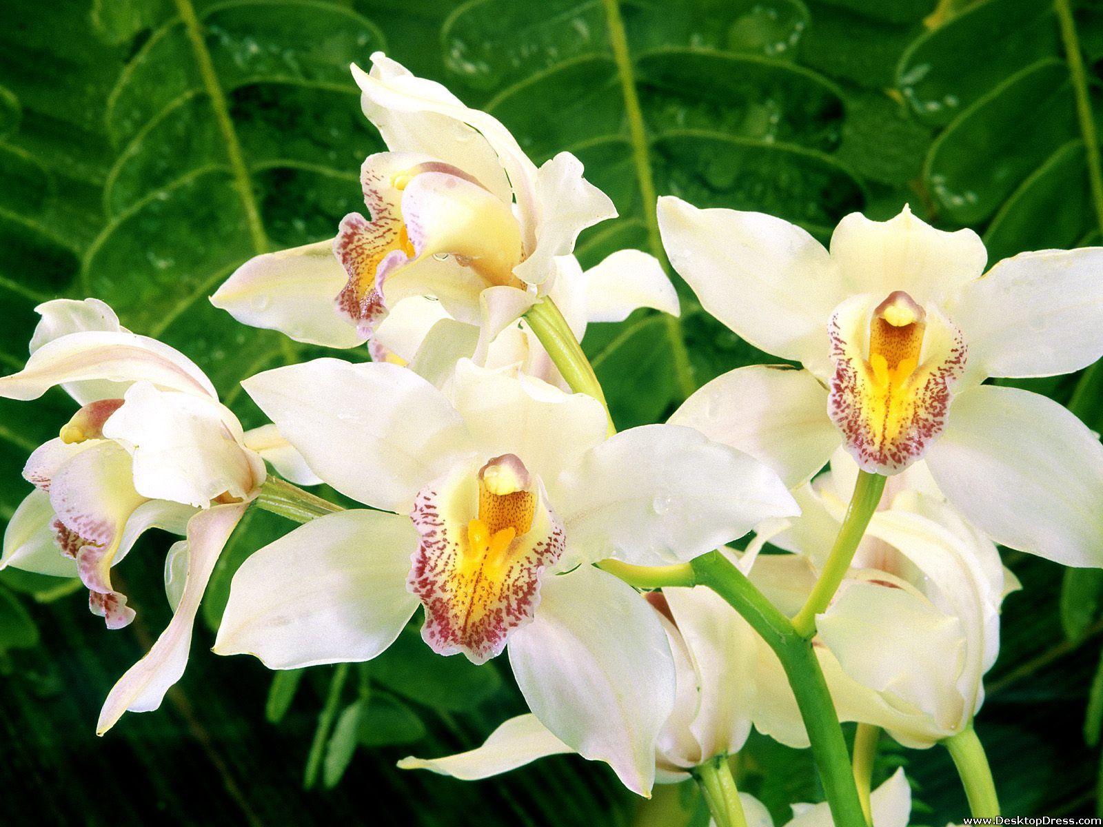 1600x1200 Desktop Wallpaper Flowers Background White Orchids