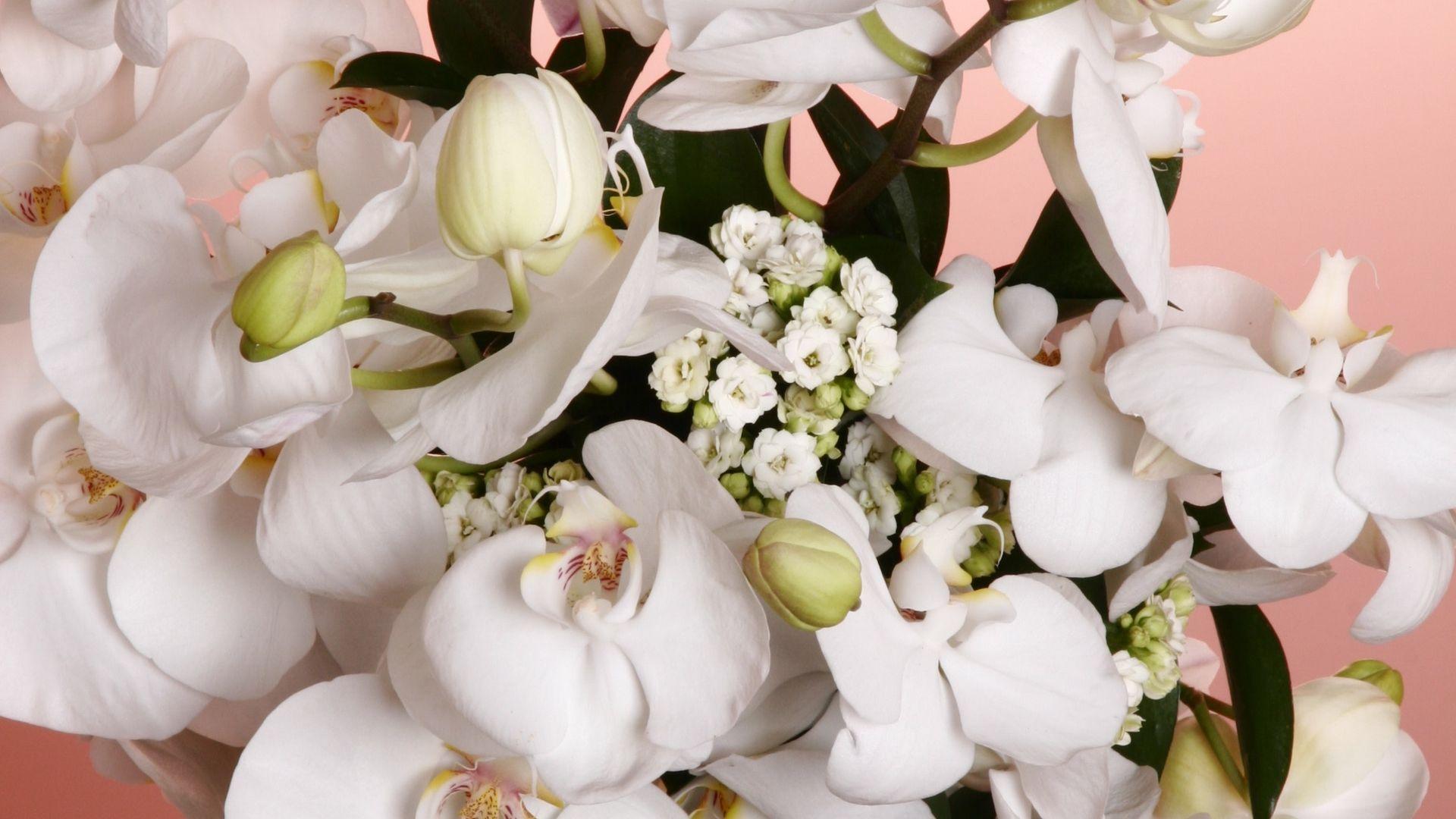 1920x1080 White Orchid Flowers Wallpaper