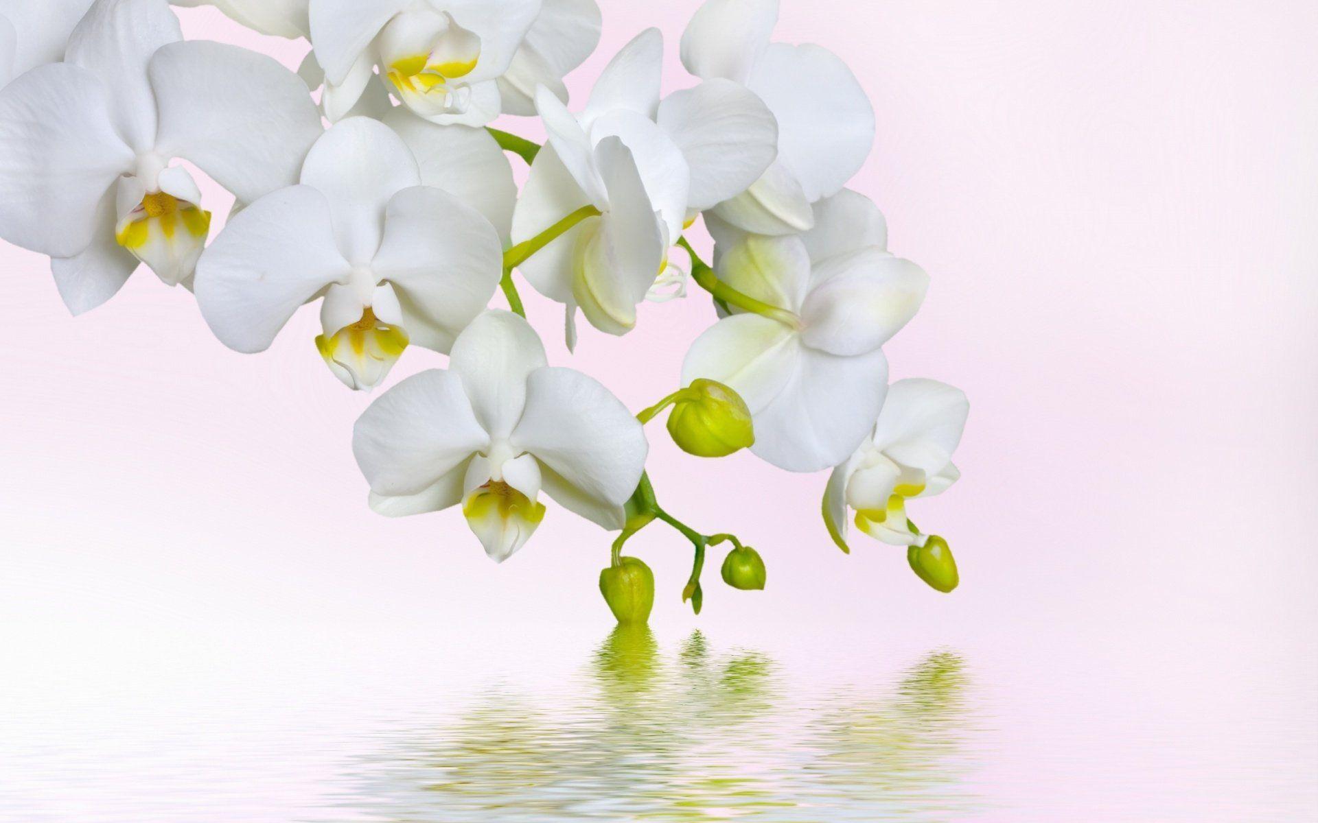 1920x1200 White Orchids HD Wallpaper. Background Imagex1200