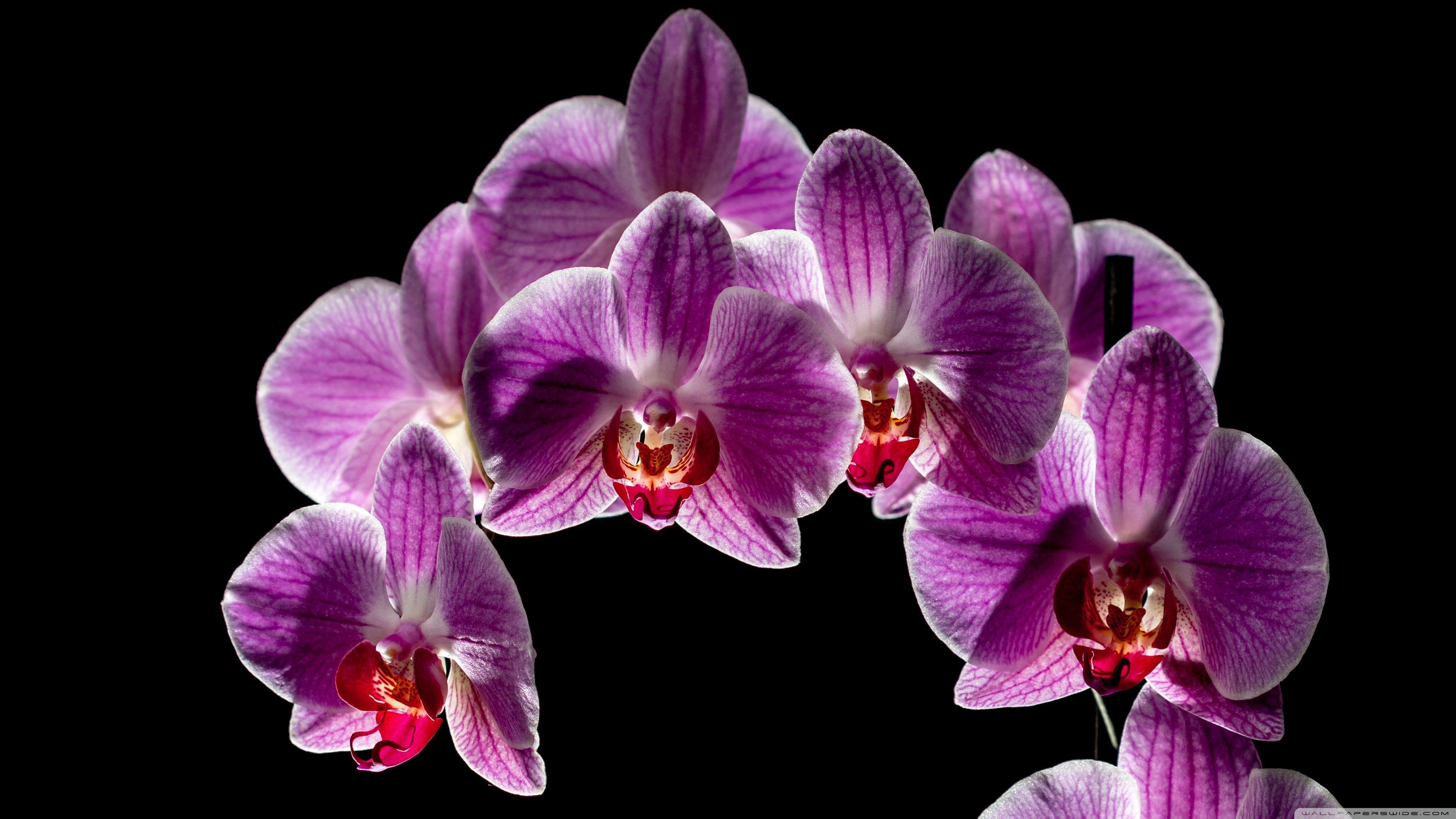 3554x1999 Purple Orchid Flowers Bloom, Black Background UHD Desktop