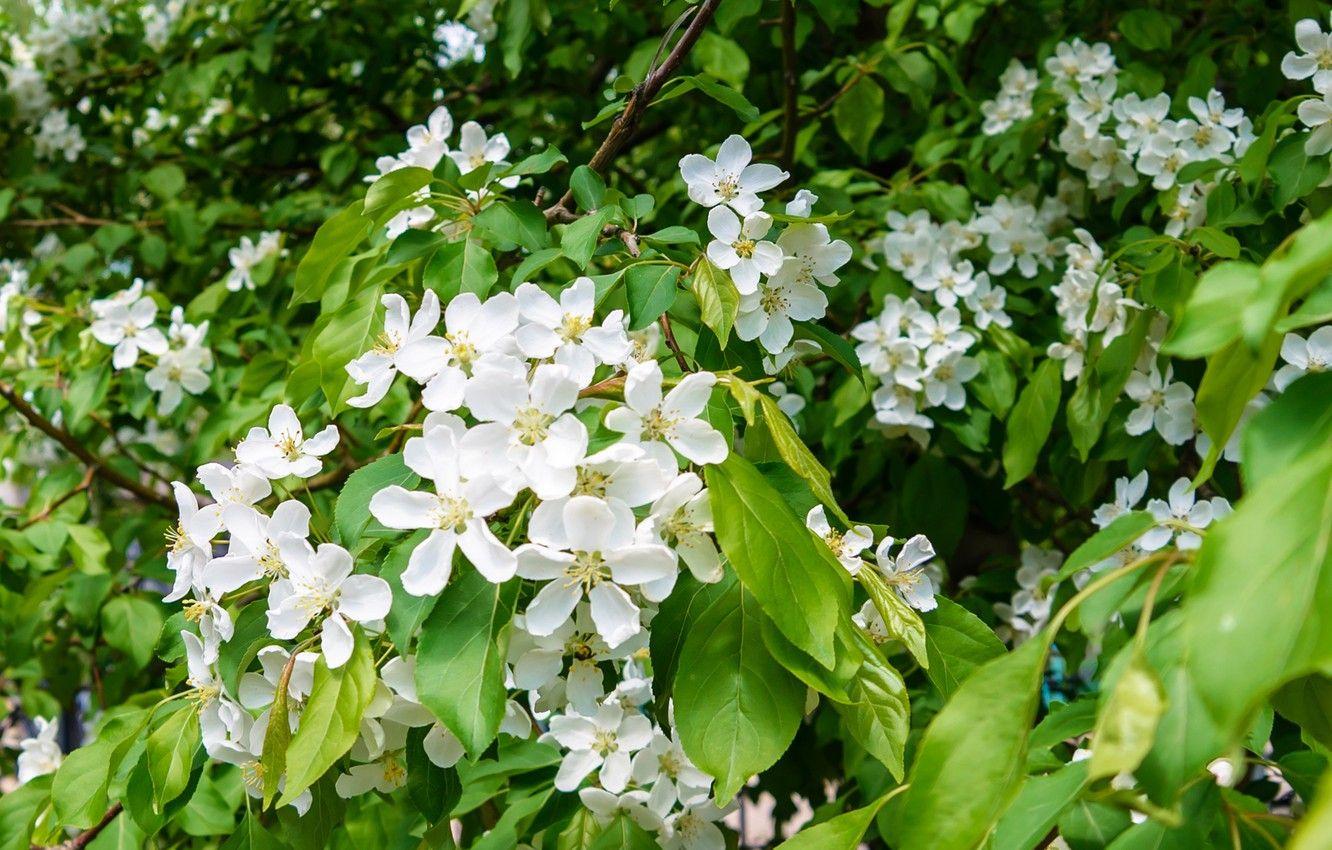 1332x850 Wallpaper spring, Apple tree in bloom, Apple orchard image