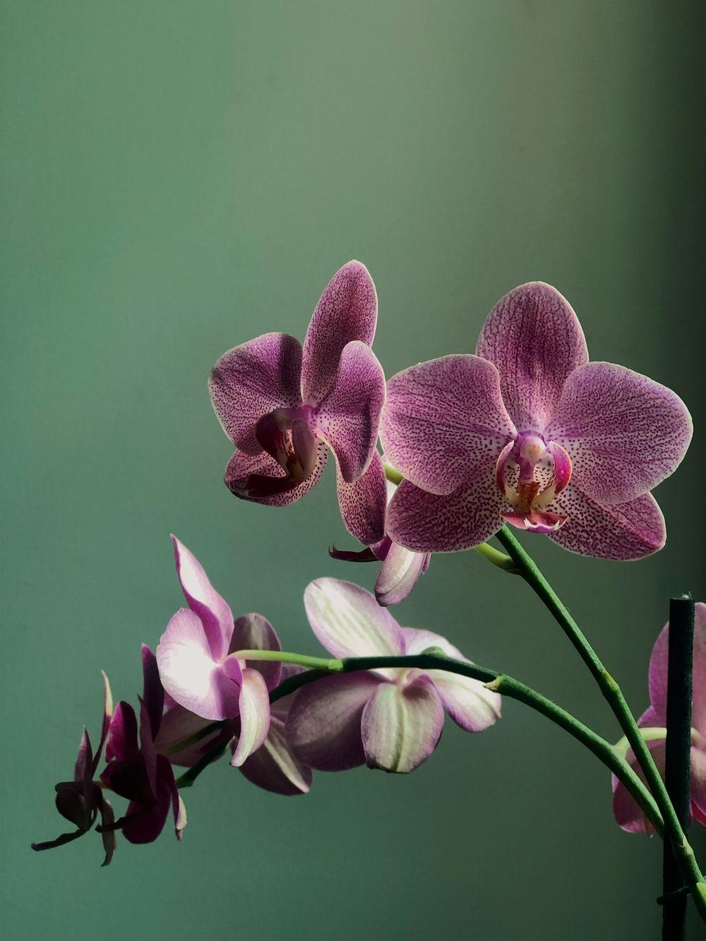 1000x1333 Orchid Picture. Download Free Image &