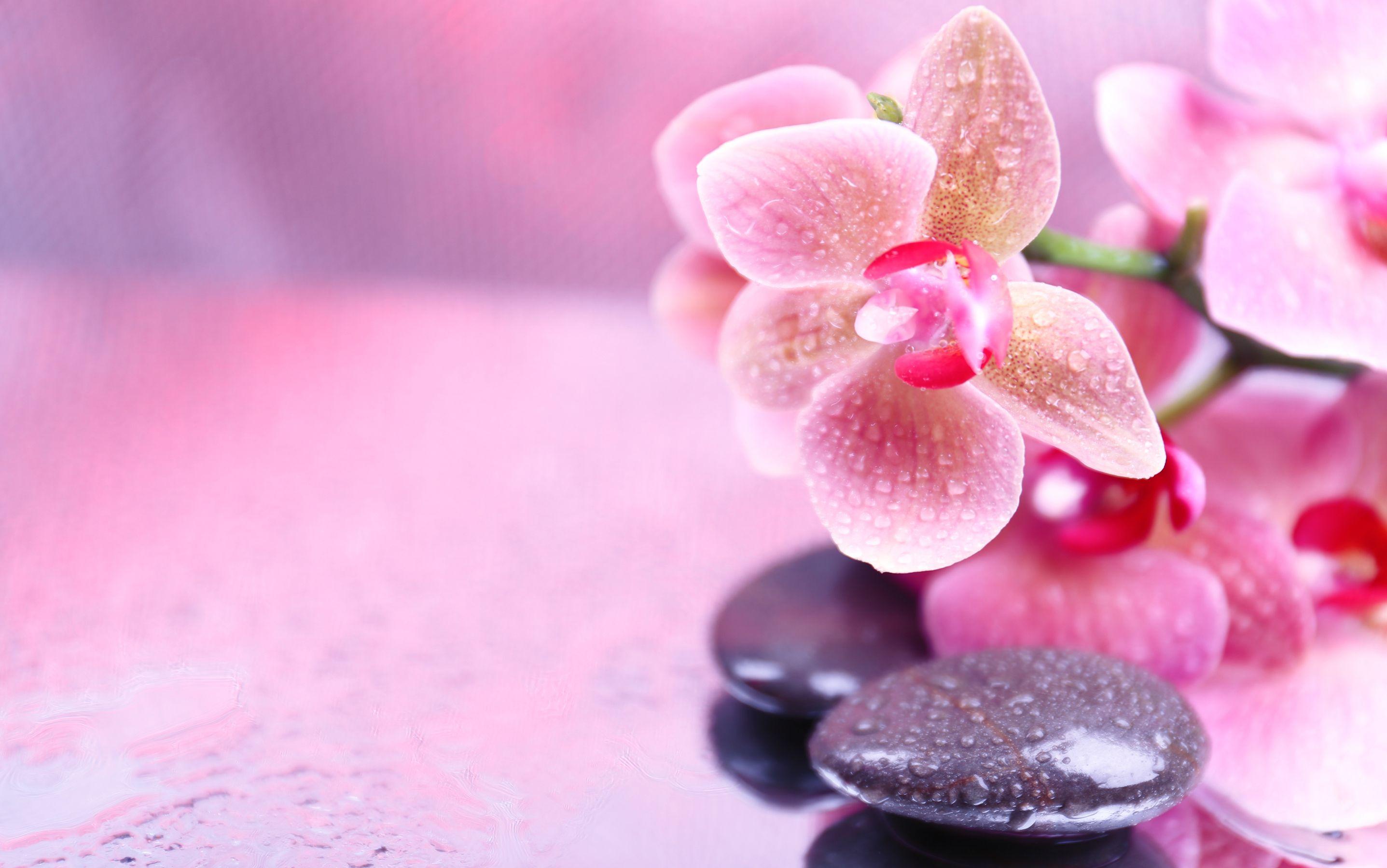 2874x1800 Spa Wallpaper Flowers HD Free Wallpaper