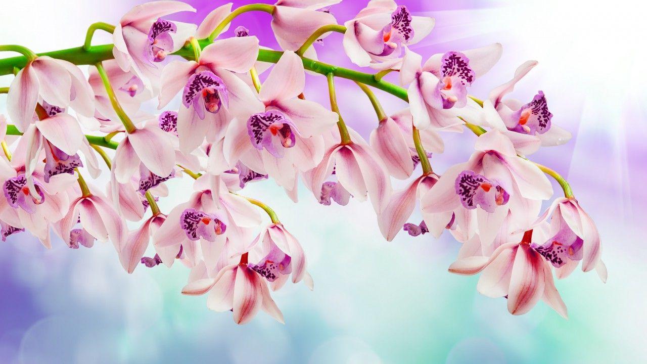 1280x720 Wallpaper Orchids, 4K, Flowers