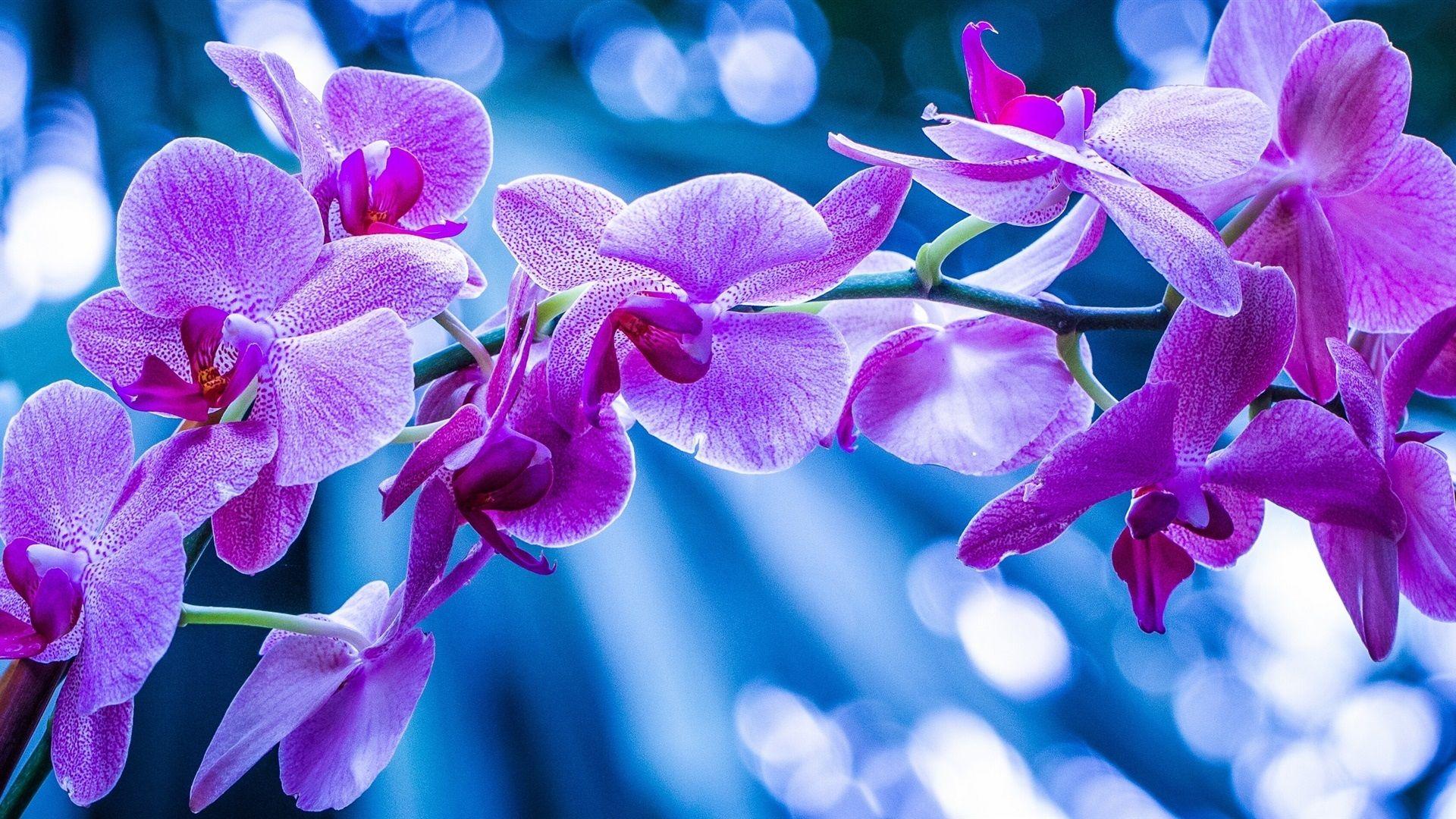 1920x1080 Wallpaper Phalaenopsis, orchids, pink flowers, branch