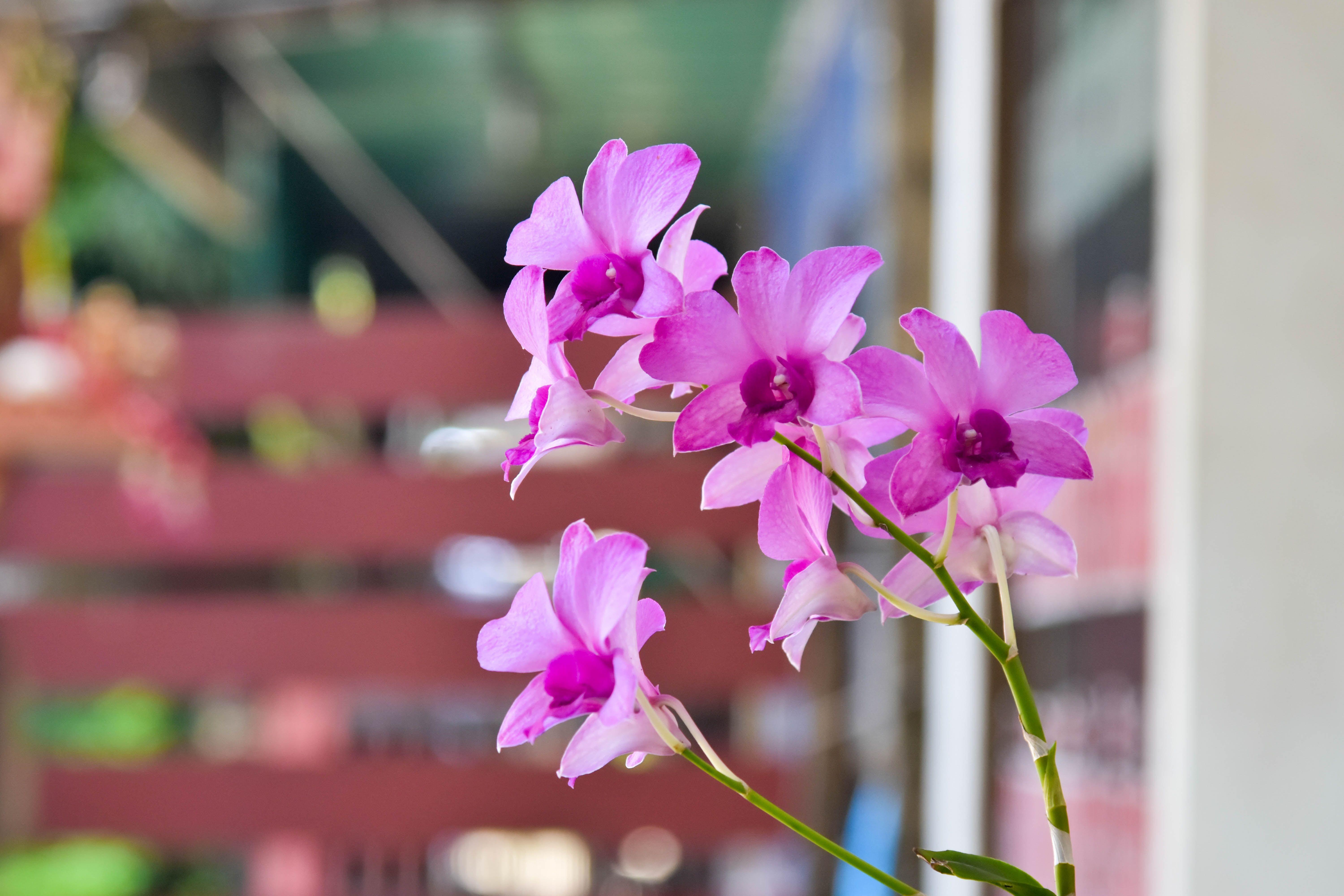 6000x4000 4k Pink Orchid Flowers, HD Wallpaper & background