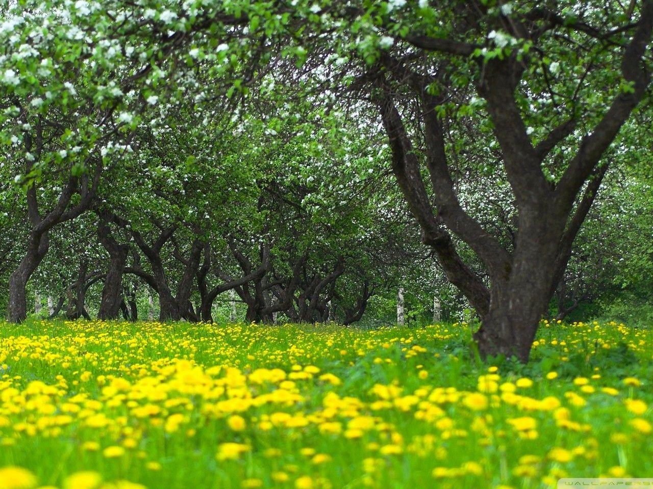 1280x960 Orchard Spring Wallpaper 2560x1600 :