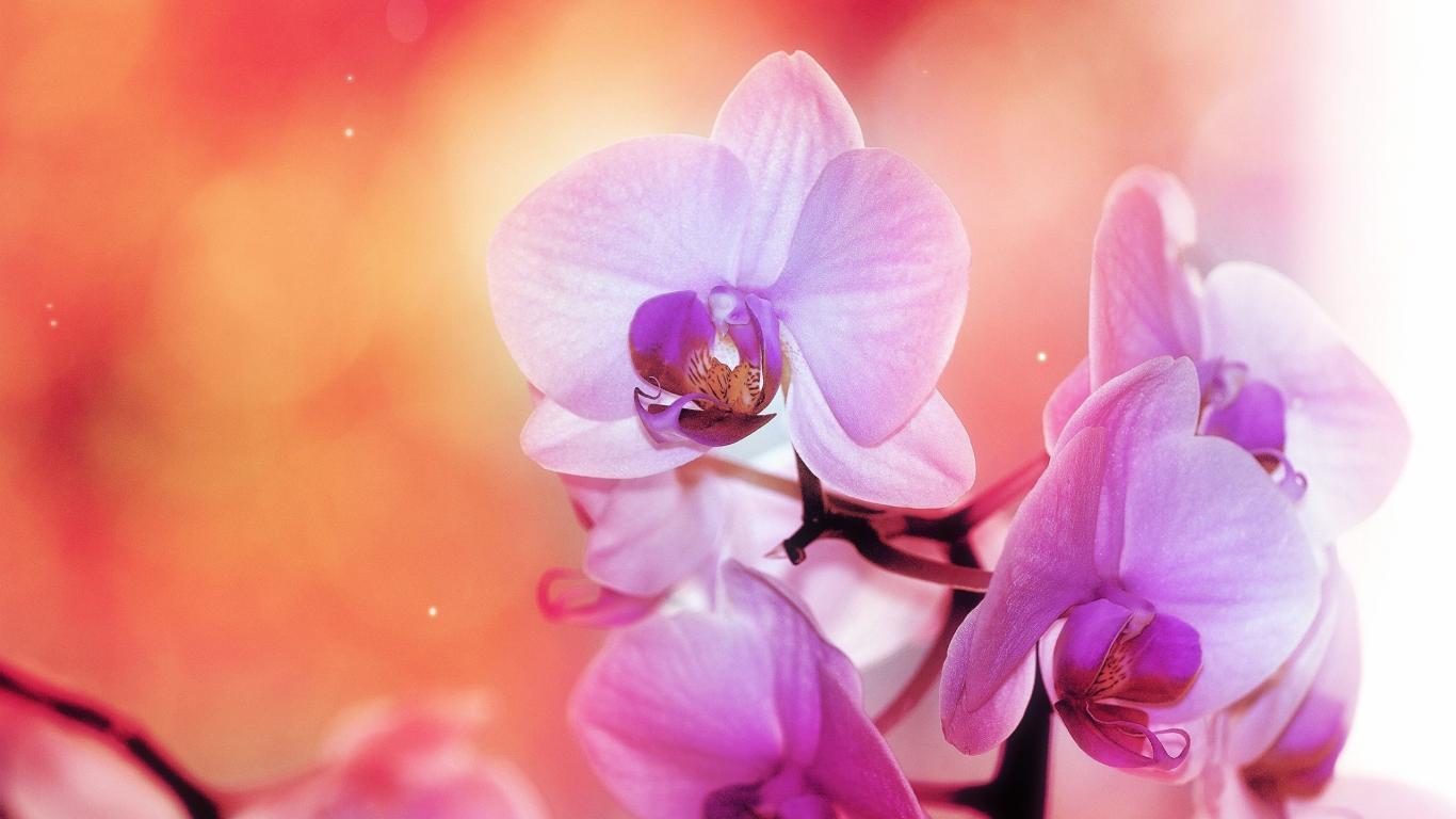 1366x768 Wall.Cookdiary.net Wallpaper HD 20 X 1600