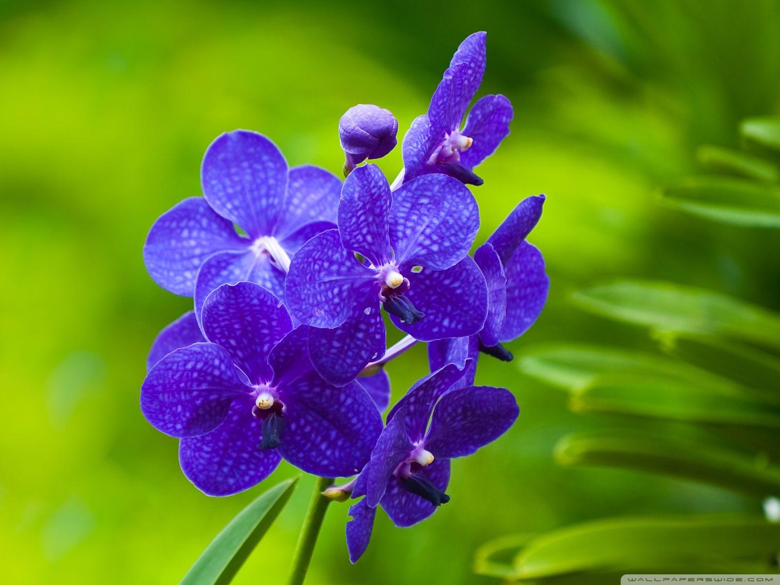 1600x1200 Orchids Wallpaper 1600x1200 px 2018