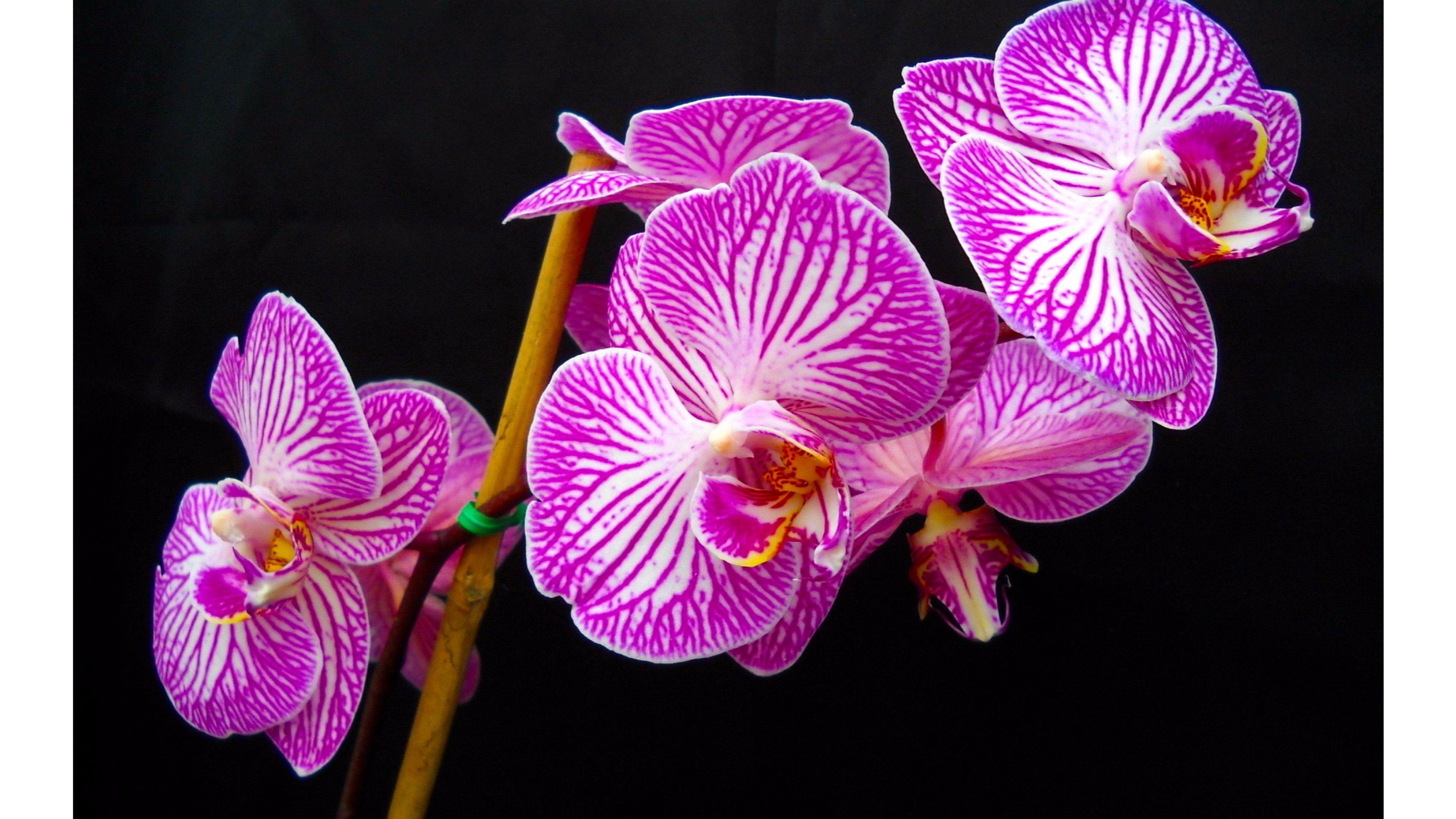 3840x2160 White and Purple Orchids 4K wallpaper