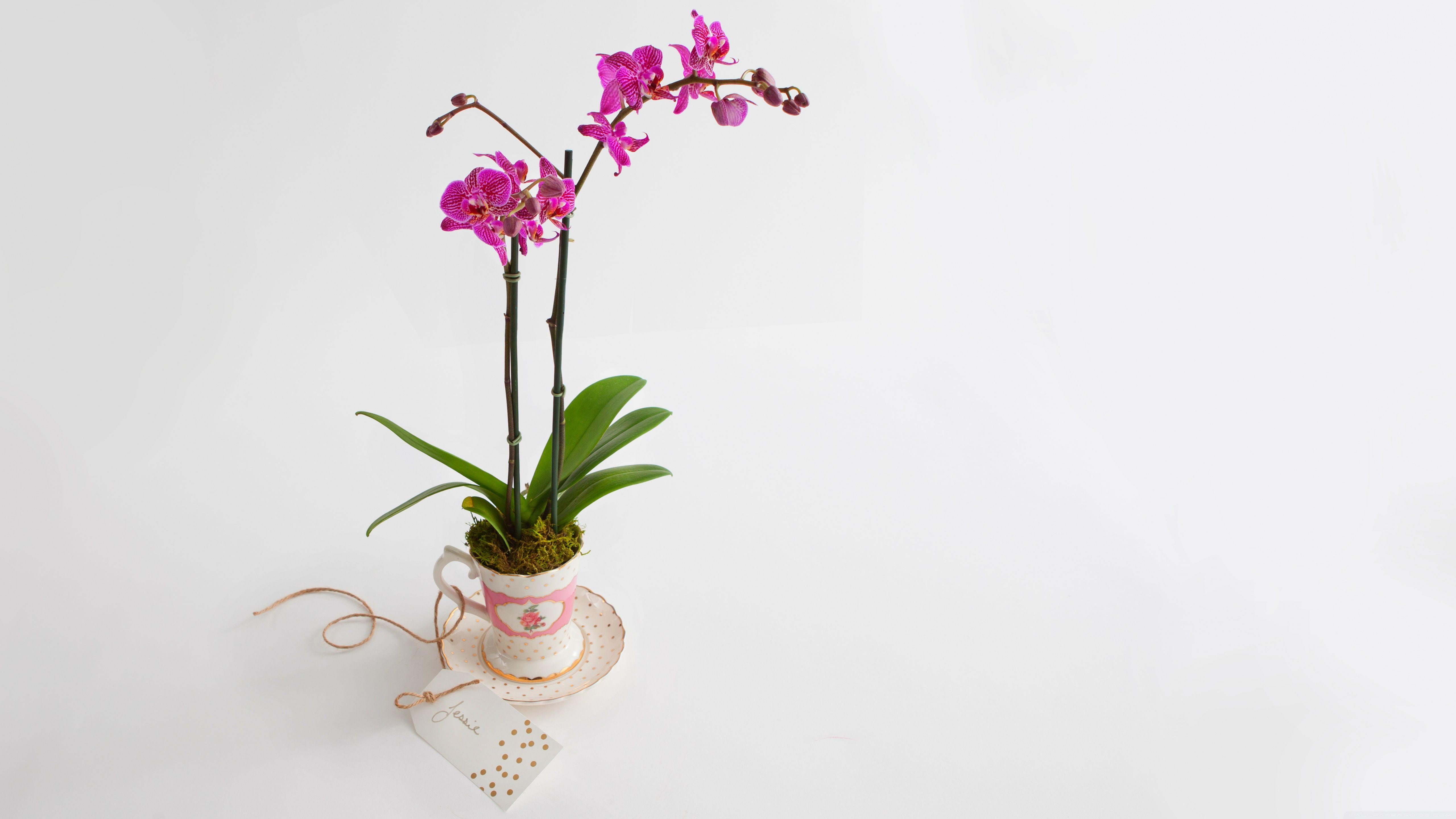 5120x2880 Orchid Wallpaper