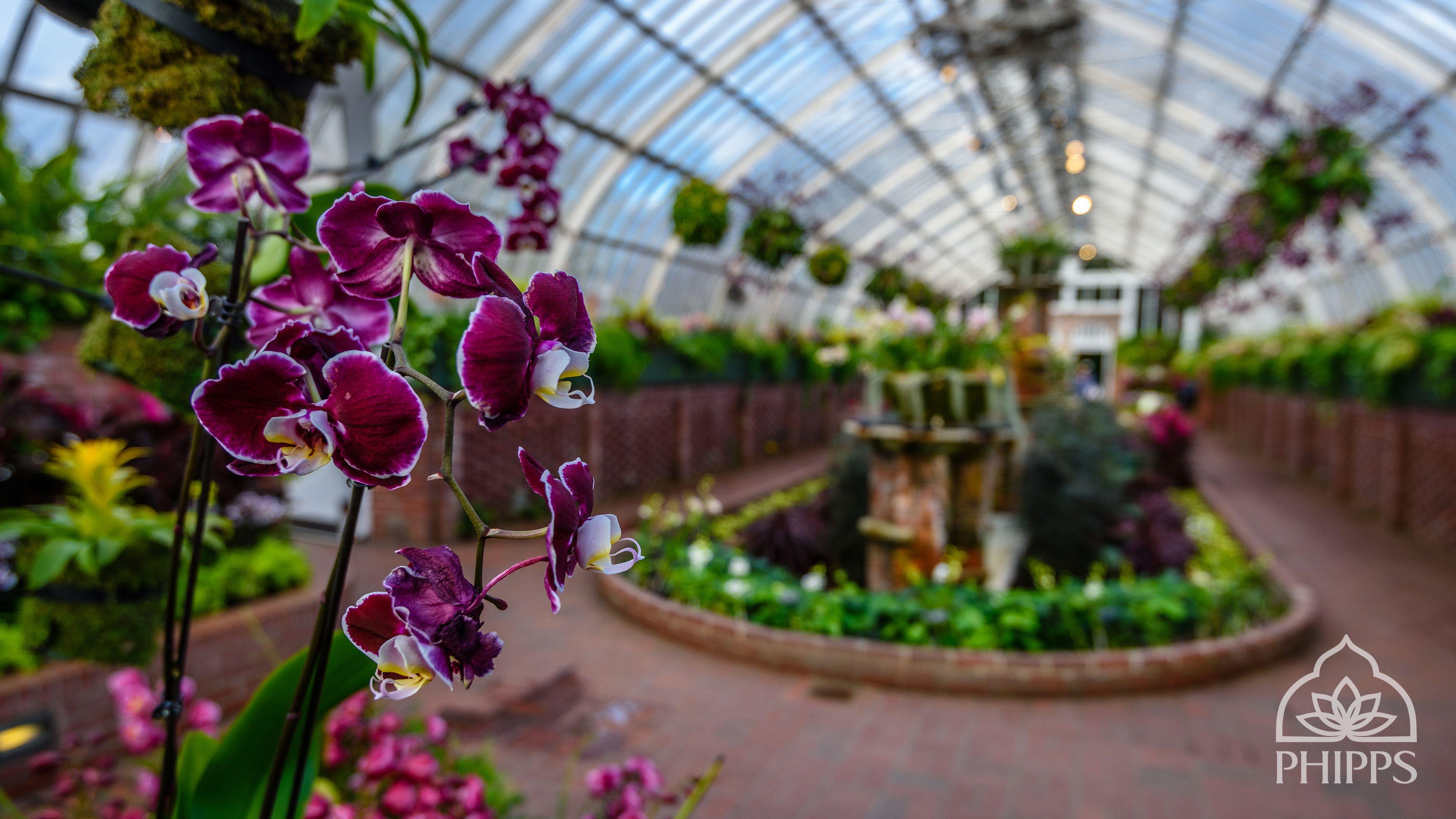 3840x2160 Desktop Wallpaper Orchid, HD Wallpaper